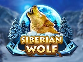Siberian wolf thumbnail